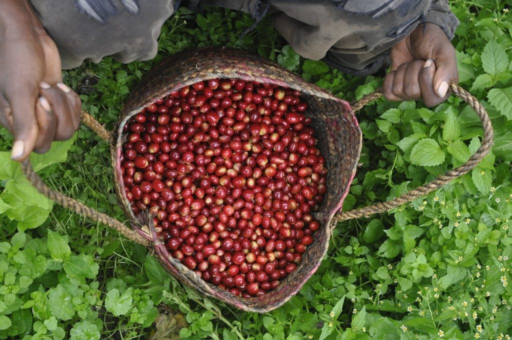 コーヒー豆の産地と農園について